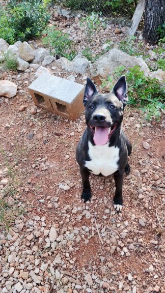 Kira Staffy