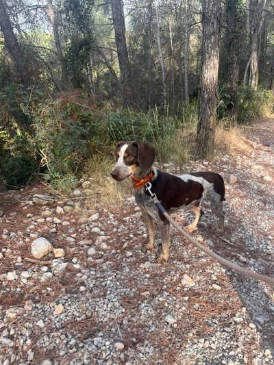 Bolo