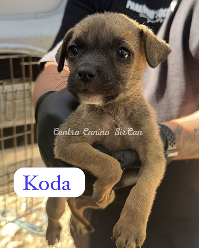 Koda