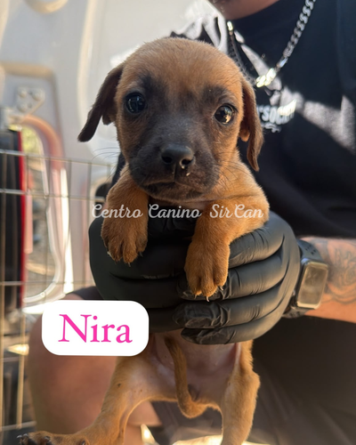 Nira
