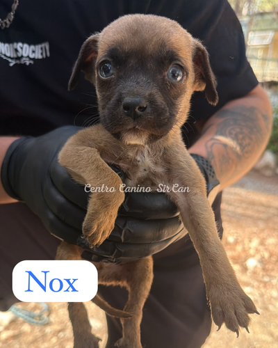 Nox