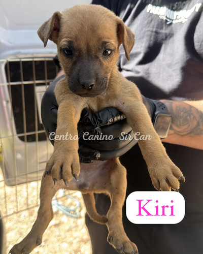 Kiri