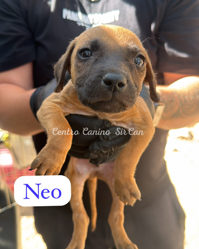 Neo