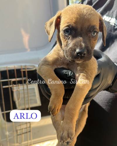 Arlo