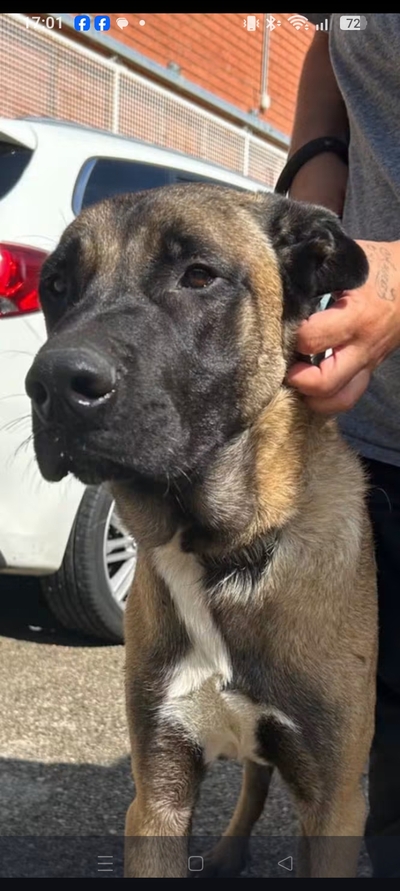 Kaiser